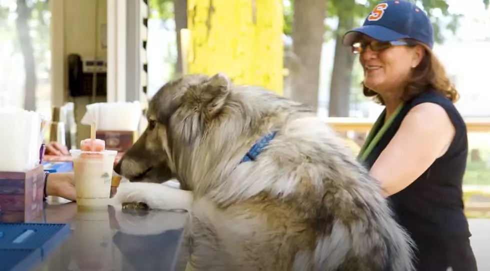 The Ultimate Dog-Friendly Bar And Park Combo In Texas!