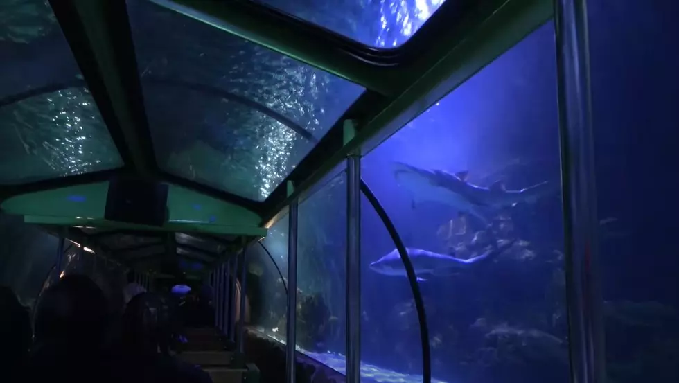 Whoa! This Texas Train Ride Takes You Up Close to The Sharks?