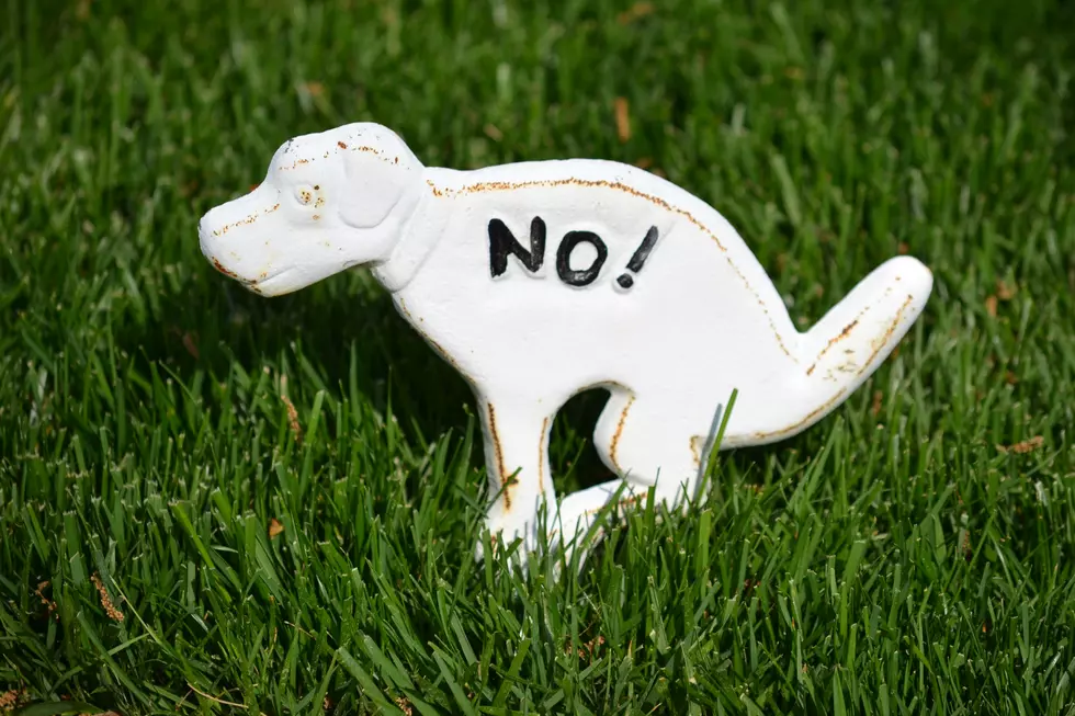 Is It Illegal to Let Your Dog Poop On Someone’s Yard In Texas?