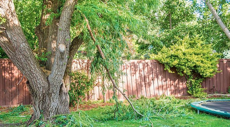 Can I Cut My Neighbor&#8217;s Tree Limbs If They Hang On My Side Here in Texas?