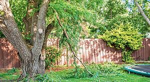 Can I Cut My Neighbor’s Tree Limbs If They Hang On My Side Here in Texas?