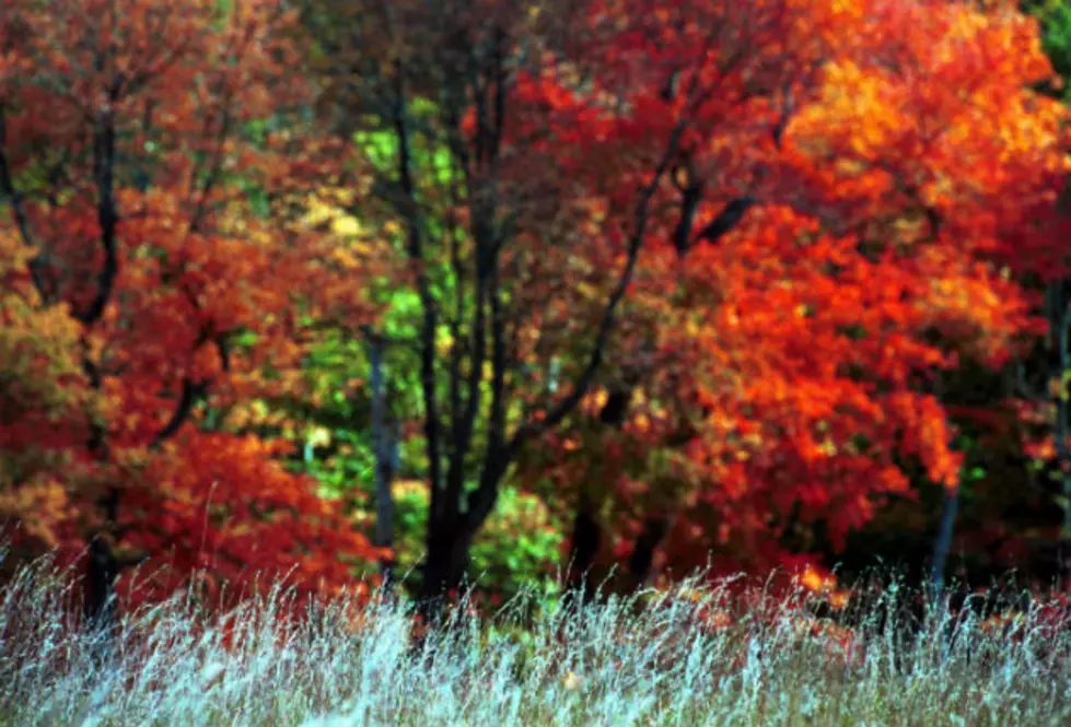 2014 Fall Foliage Color Change &#8211; September 18