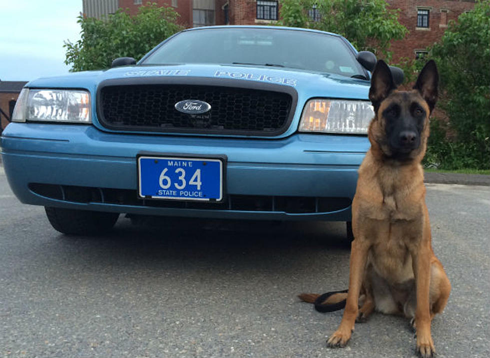 Two State Police Dogs Receive Bullet, Stab Protective Vests