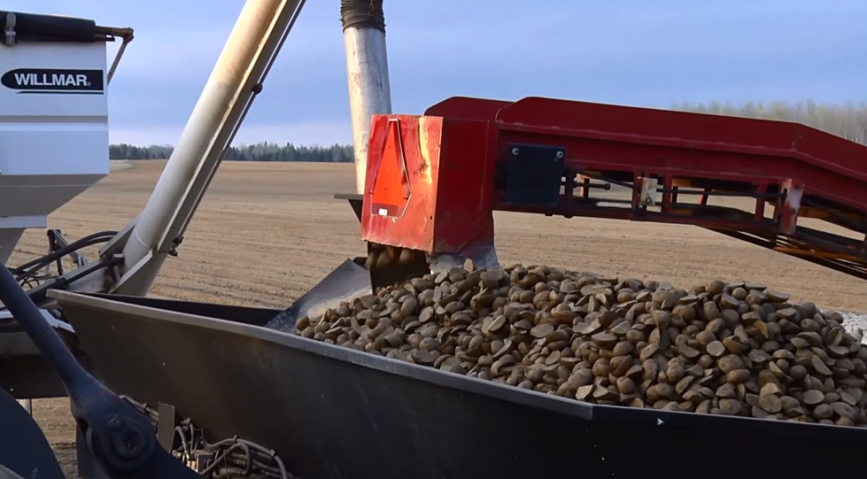 Caribou Gets A Potato Named After Itself [VIDEO]