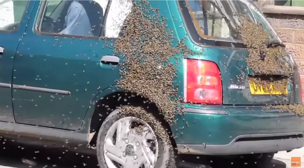 Bees Swarm A Drone & Beehives In Cars! [VIDEO]