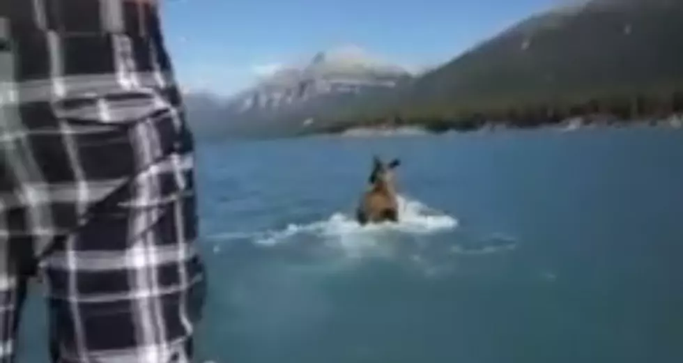 Man rides Moose