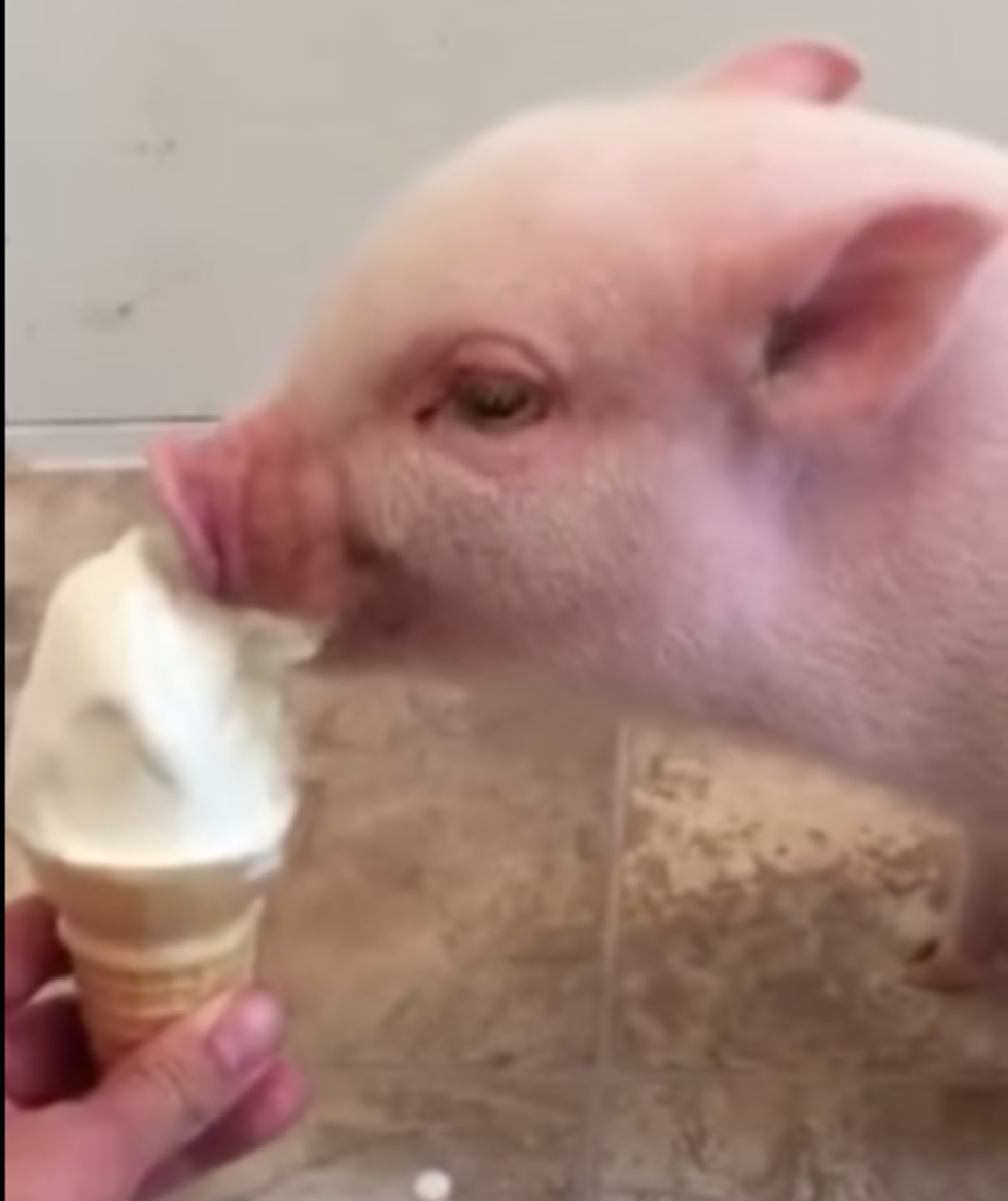 Pickle The Pig Loves Ice Cream! [VIDEO]