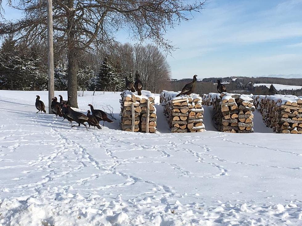 Just Looking Around: Turkeys on the Woodpile, Wade, Maine
