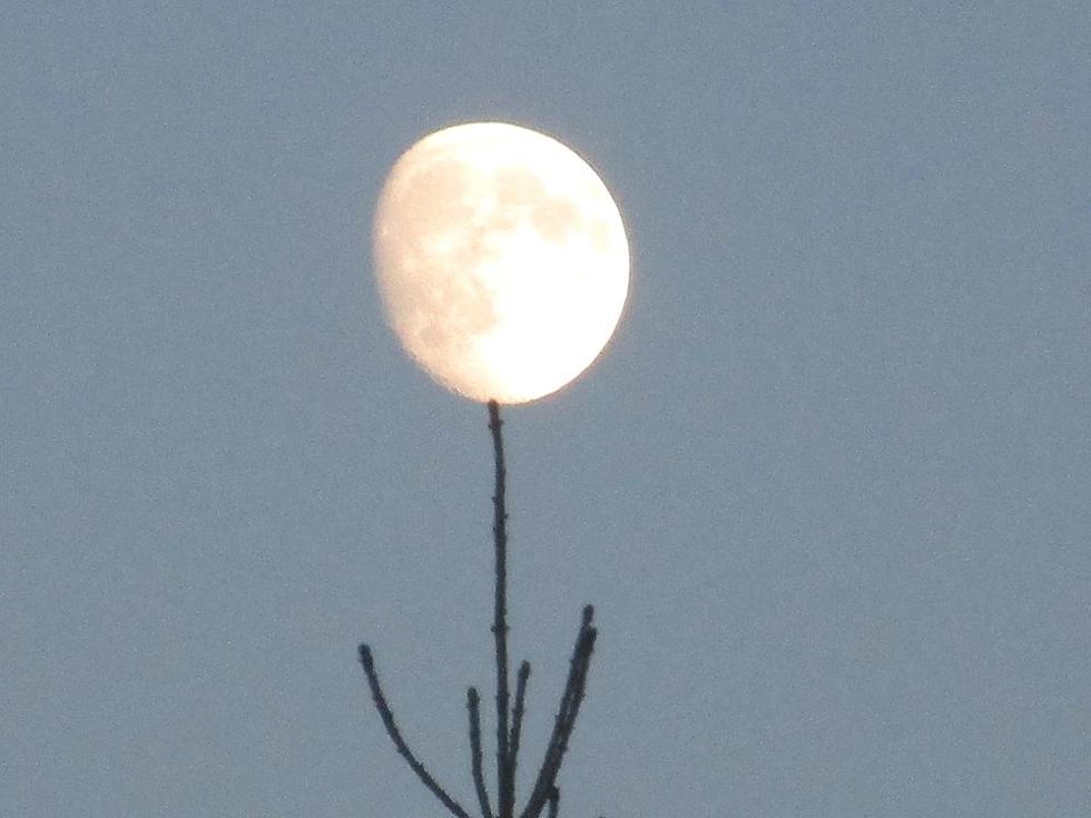 JUST LOOKING AROUND: Lunar Tree-Topper, Western New Brunswick