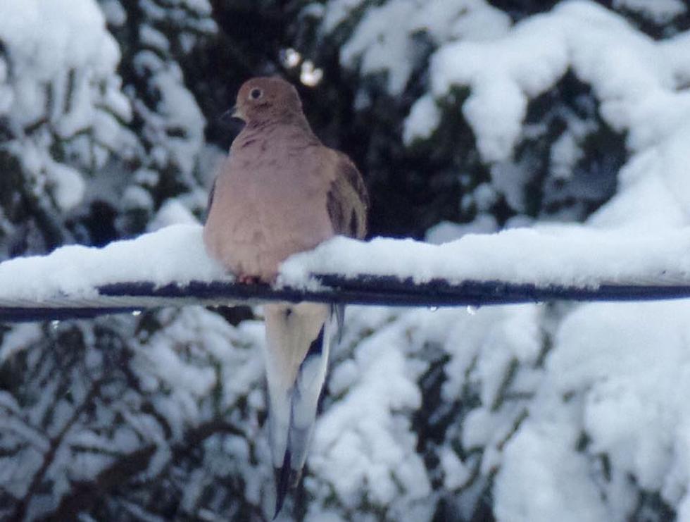 Just Looking Around: Mourning Dove after the Storm