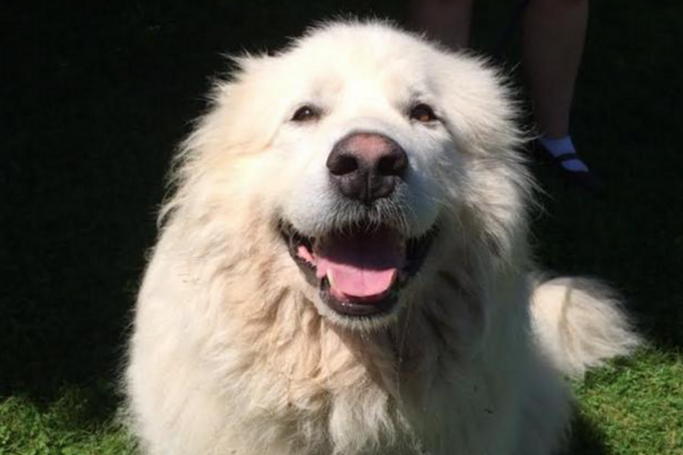 This Maine Dog Needs a Special Human After Months of Searching for a Home