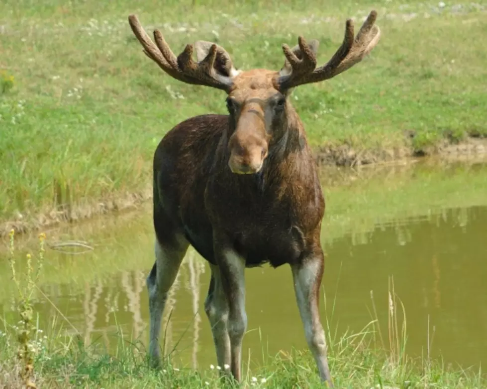 Maine Moose Study Showing High Survival in Northern Areas