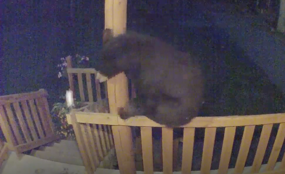 Bear Alert! Hungry Maine Black Bear Climbs Porch Rail in Search of Snacks