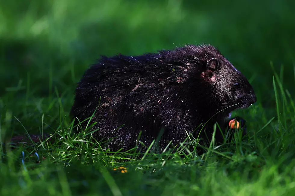 Rabid Groundhog Attacks Dog Near Home in Maine