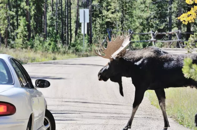 Car-Moose Collisions Down By Half over Last Decade in Maine