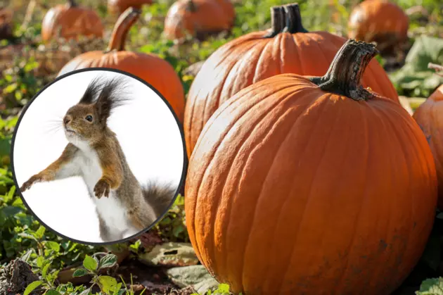 Squirrels Are Destroying Maine Apple Orchards and Pumpkin Patches