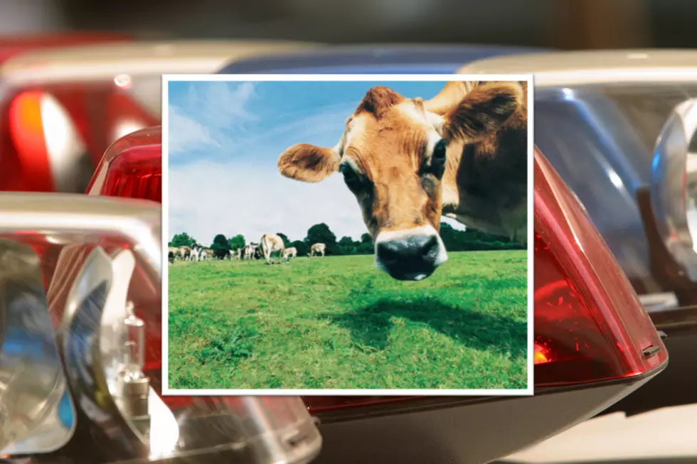 MAINE: Owner of Pet Cow Shot And Neighbor Plead Not Guilty