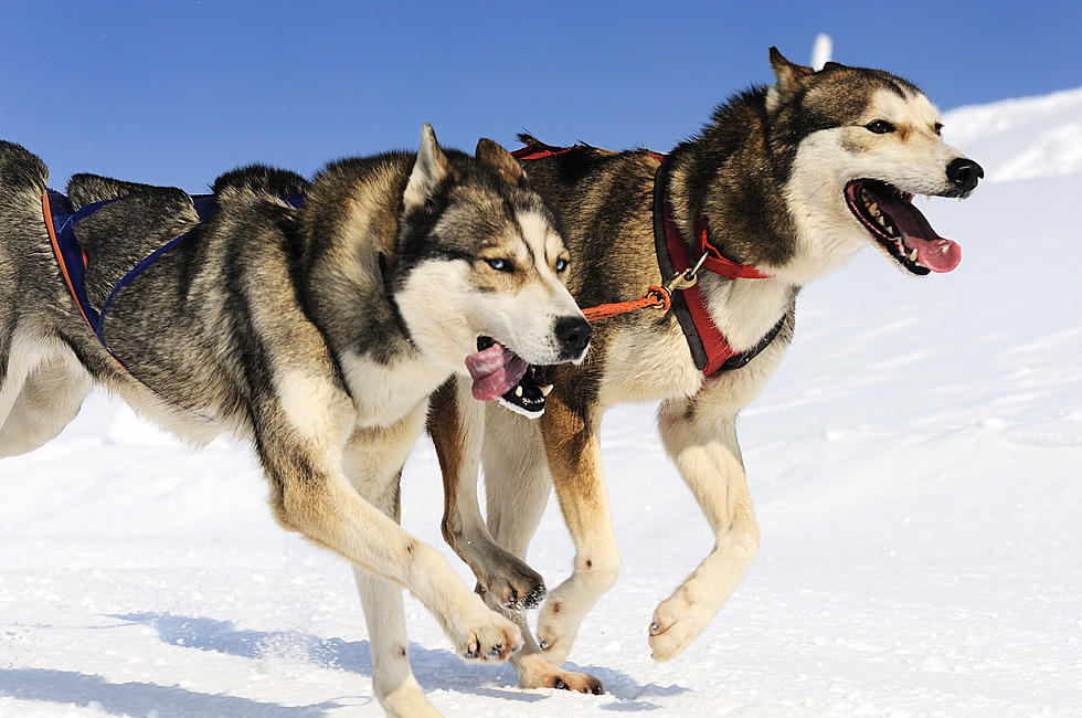 Can-Am Crown International Dog Sled Races