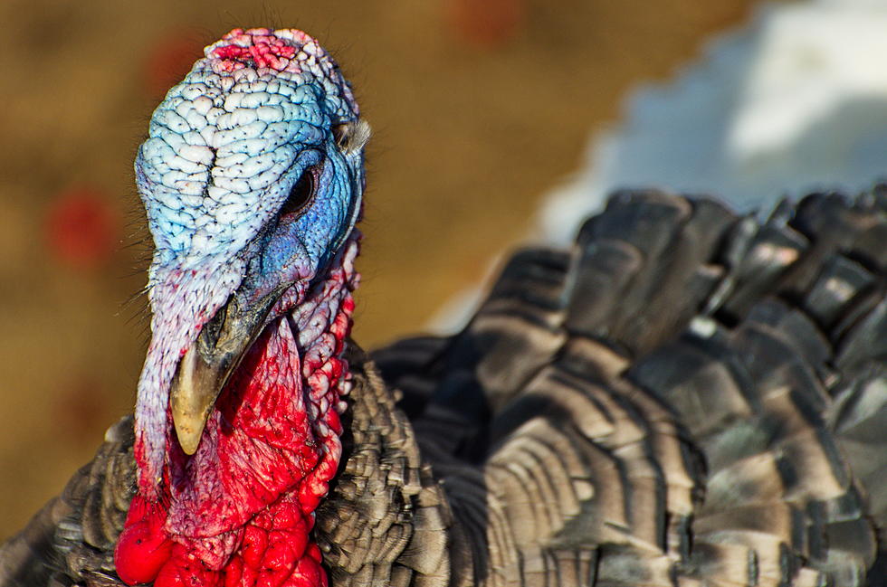 Young Maine Hunters May Get New Fall Turkey Hunt Day