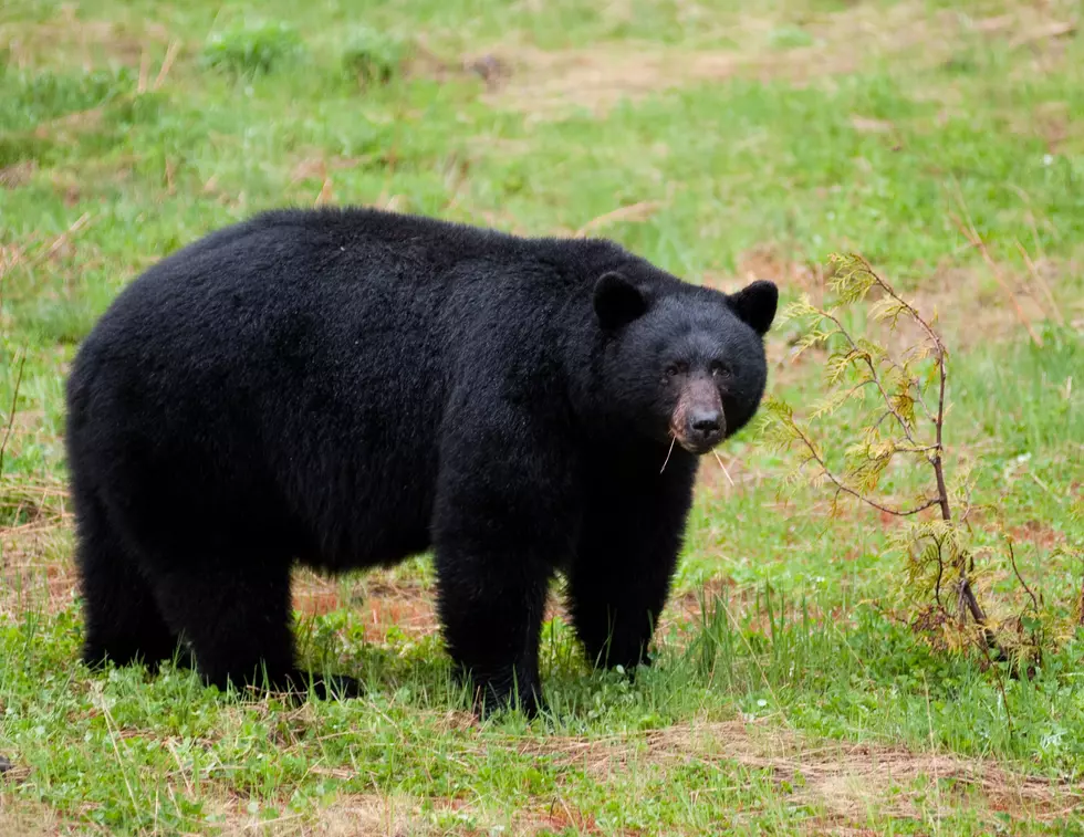 Maine Bear Hunters Get Started Amid Growing Population