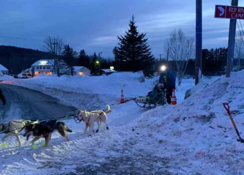 Dramatic Finish in 250-Mile Dog Sled Race In Maine