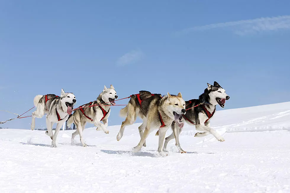 Pandemic Forces Cancellation of Can-AM Sled Dog Races