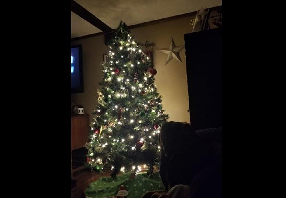 Christmas Trees from New Brunswick & Aroostook County, Maine