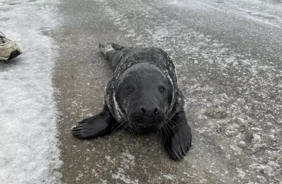 Maine Seal Visits the Same Neighborhood Three Times in One Morning