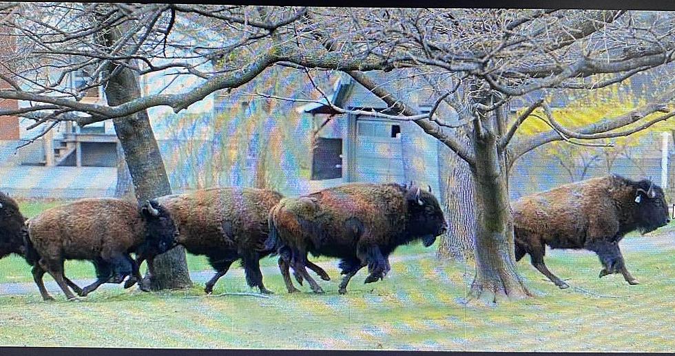 Police Said Escaped Bison Dispatched in the Caribou Area