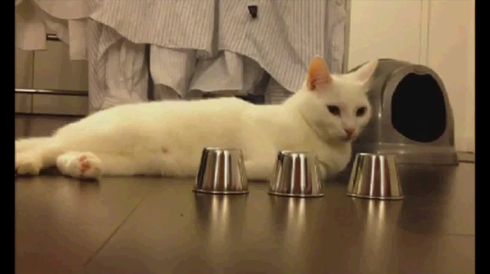 Incredible Cat Plays the Shell Game and Guess Right Every Time [VIDEO]