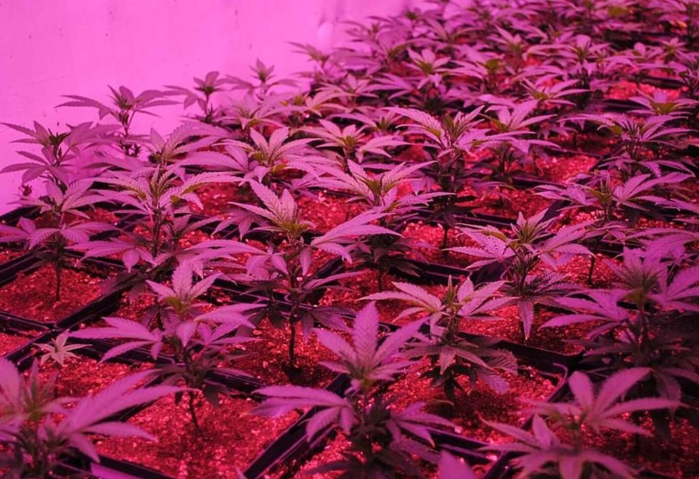 Marijuana Horticulture is Coming to College Curriculums