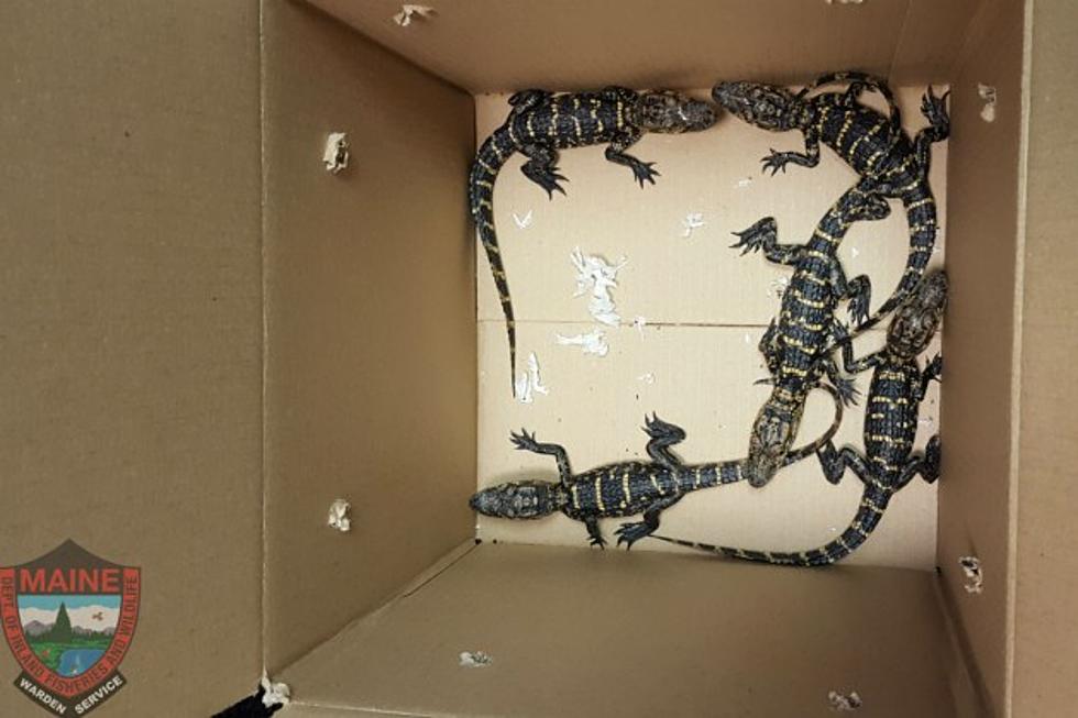UMaine Student Busted For Taking Baby Gators Into Taxi [PHOTO]