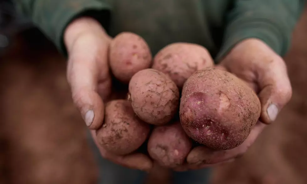 Maine Lawmakers Pushing to Open Up Spuds to China