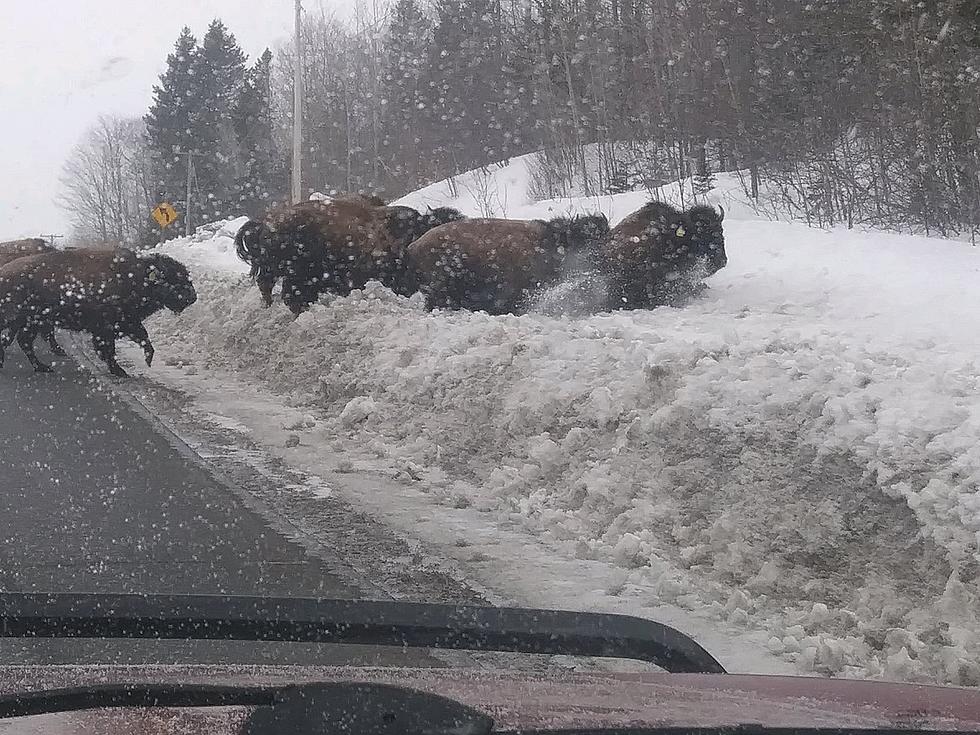 Bison On The Loose Between Presque Isle & Fort Fairfield