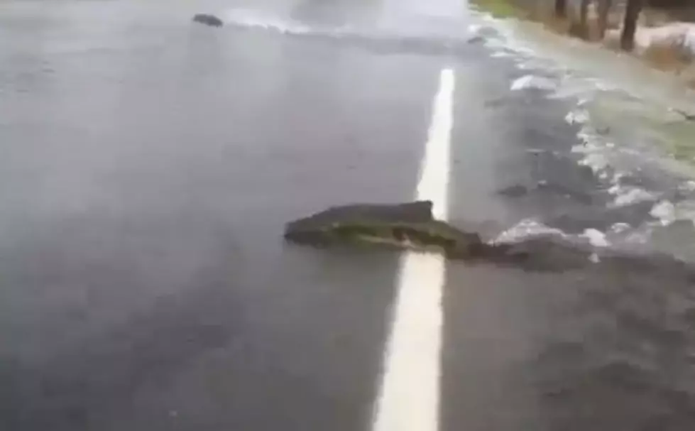 Salmon Swimming Across Flooded Road This Week [VIDEO]