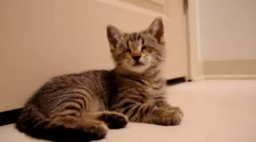 Blind Kitten Plays With Toy for the First Time [VIDEO]