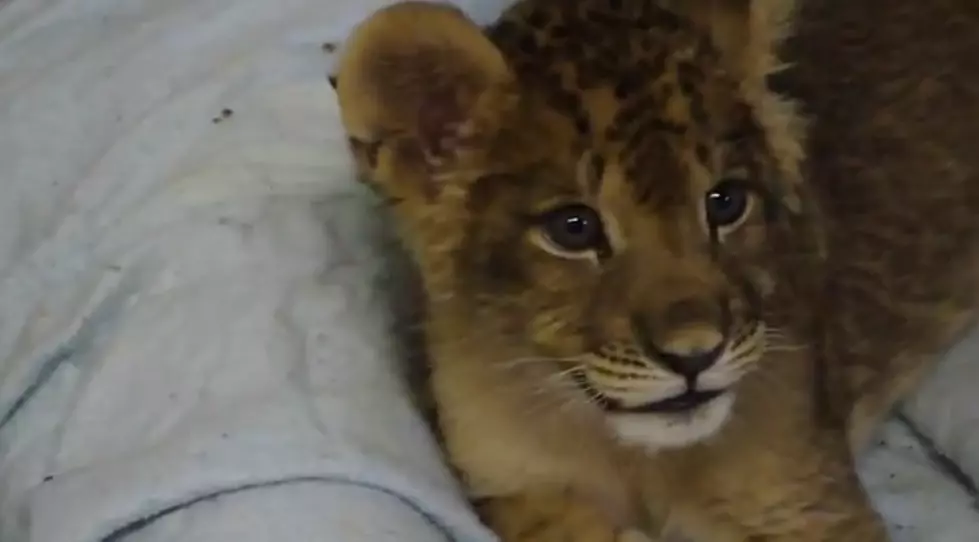 Lion Cub Tries to Roar for the First Time [VIDEO]