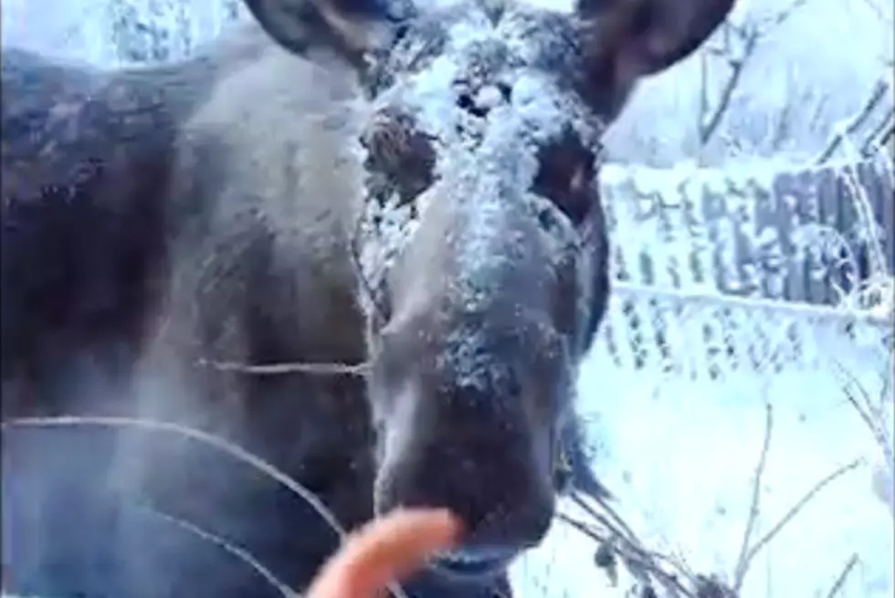 Man Fined For Feeding Moose
