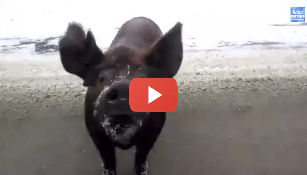 Mainer Finds a Pig on the Road, Gives it a Cookie! [VIDEO]
