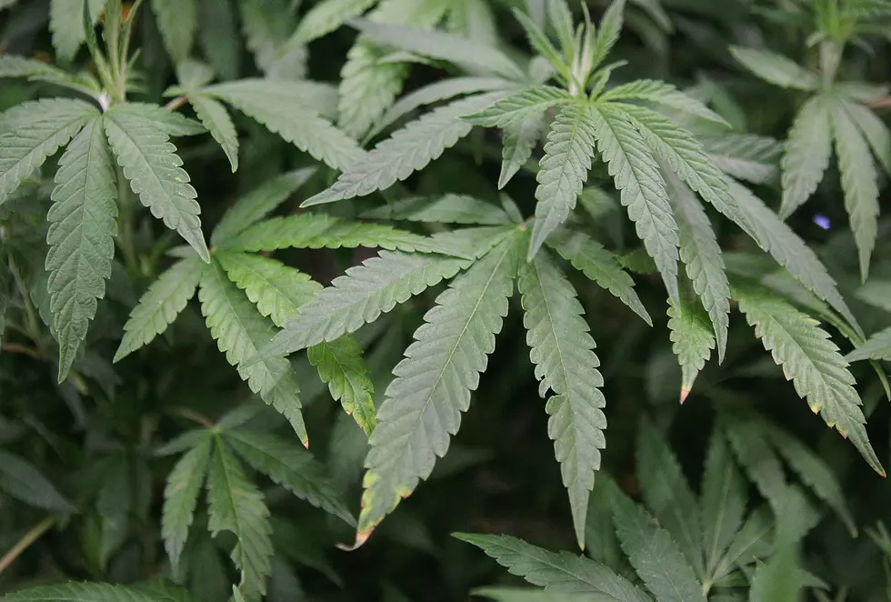 Summerville Man Arrested in Alleged Marijuana Grow Operation