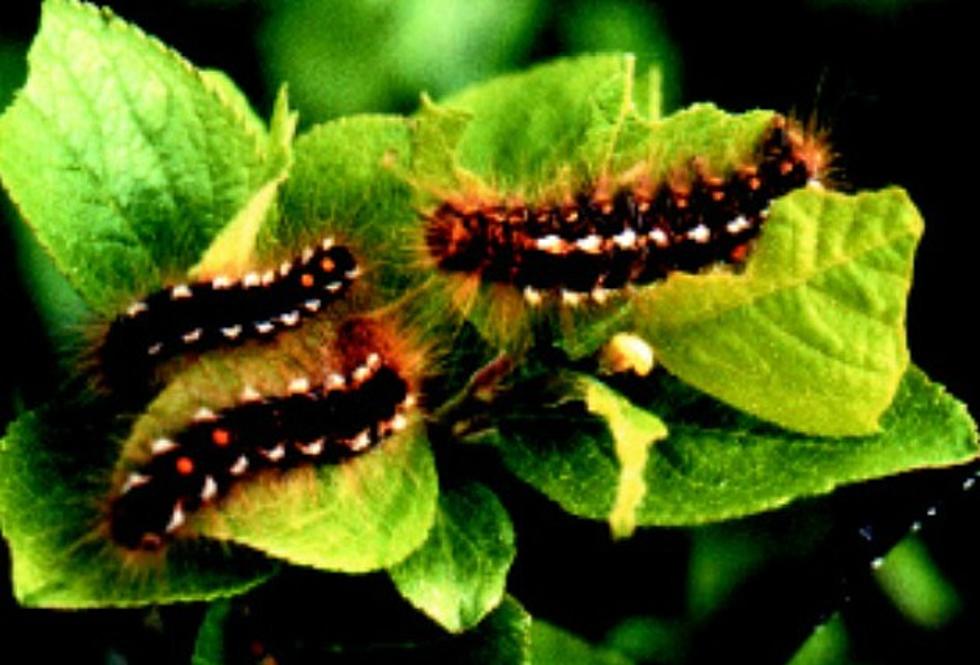 Brown-Tail Moth Pests