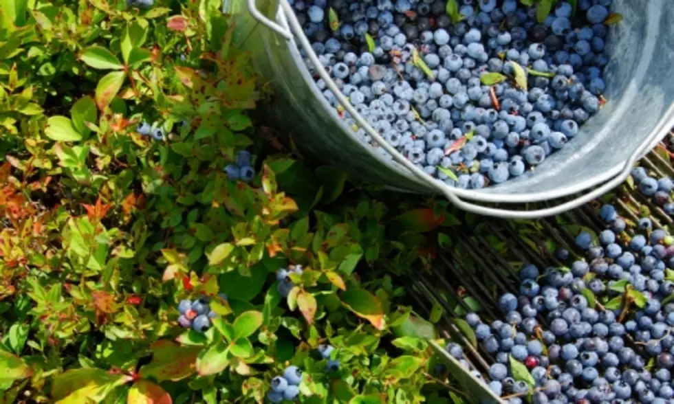 Federal Government to Make Good on Maine Blueberry Purchase Pledge