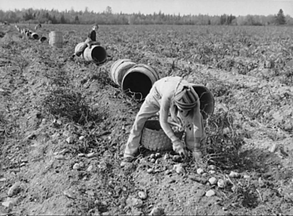 Vintage Photos: 1940 Potato Harvest in Aroostook County