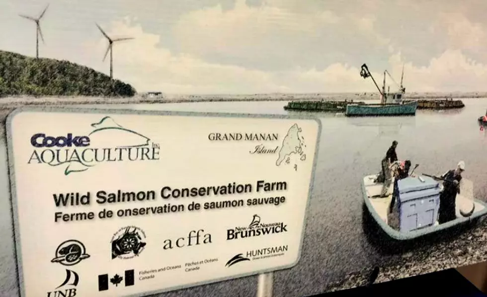 New Brunswick Company Removing Sea Lice from Salmon