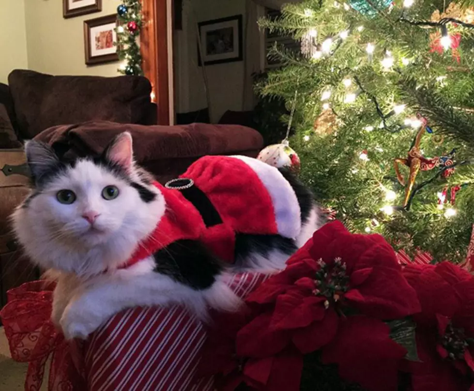 Pets and Holidays: Safety for Your Animal Friends at Christmas