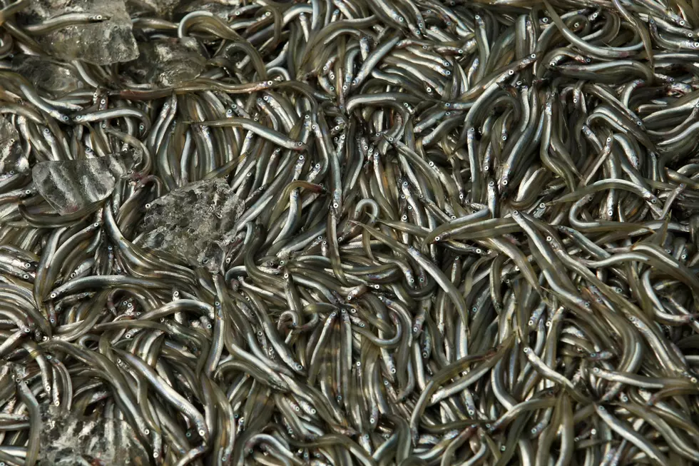 Maine Fishermen On Target To Reach Elvers Quota For The Year