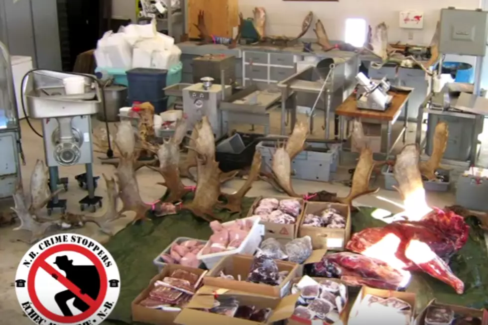 CRIME STOPPERS Wants To Stop Illegal Trapping And Hunting In N.B. [VIDEO]
