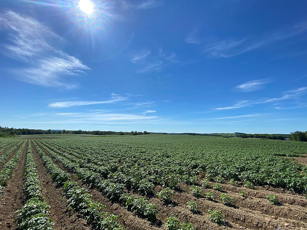 Look! It’s a Beautiful day to Play in The County Potato Fields!