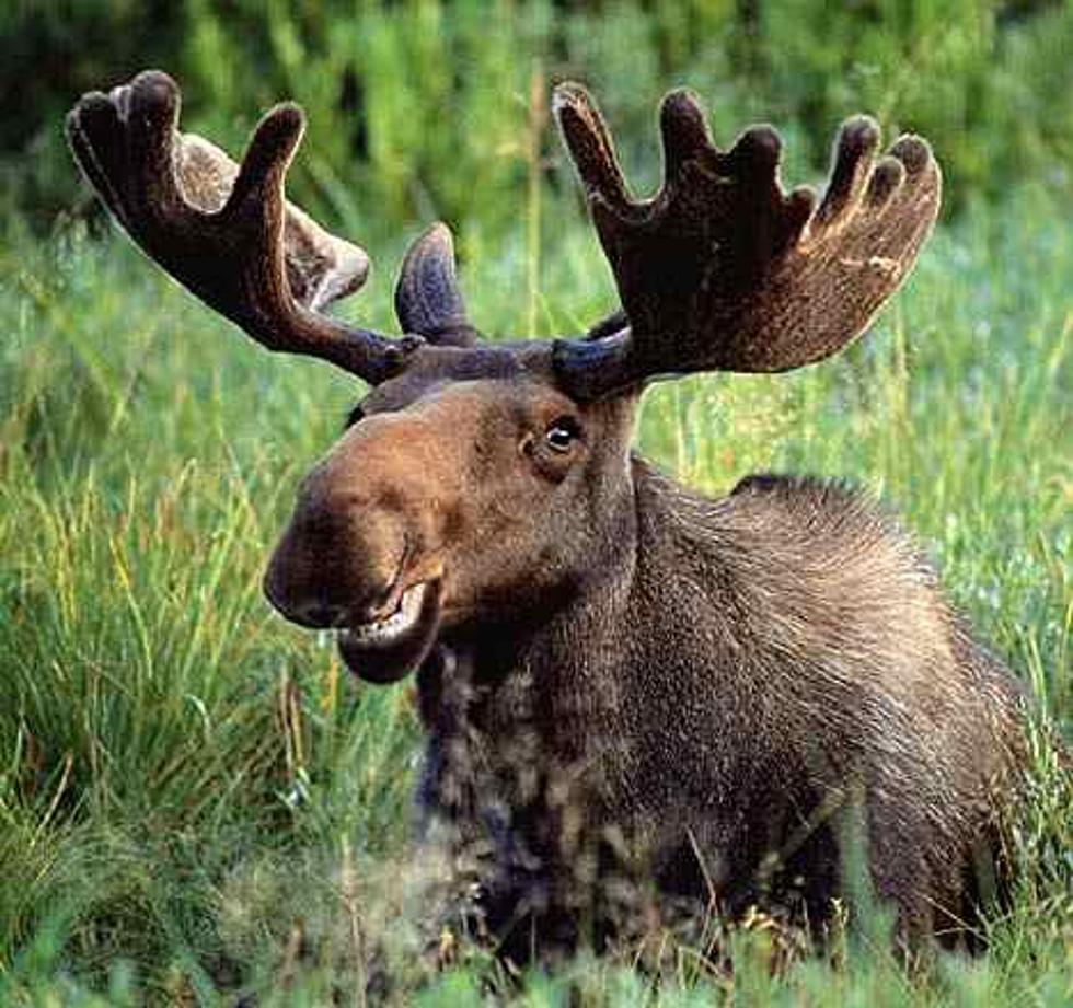 Watch the 2021 Maine Moose Permit Drawing