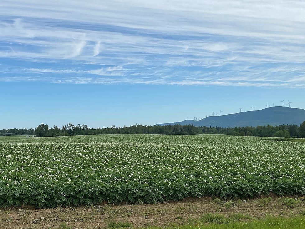 Are the Blossoms here for the Potato Blossom Festival?